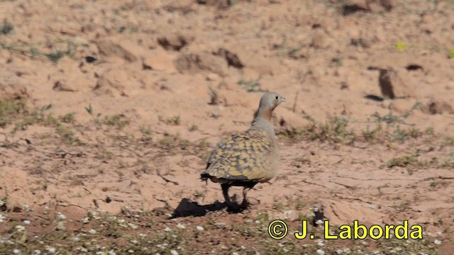 Black-bellied Sandgrouse - ML201925991