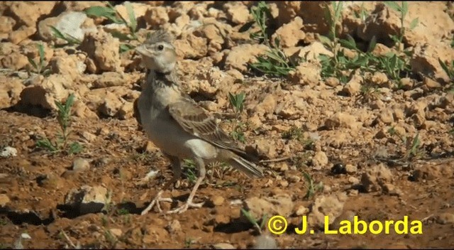 Calandra - ML201926151
