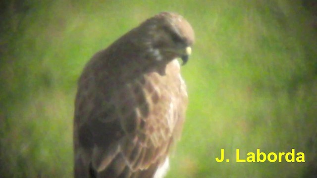 Common Buzzard (Western) - ML201926491