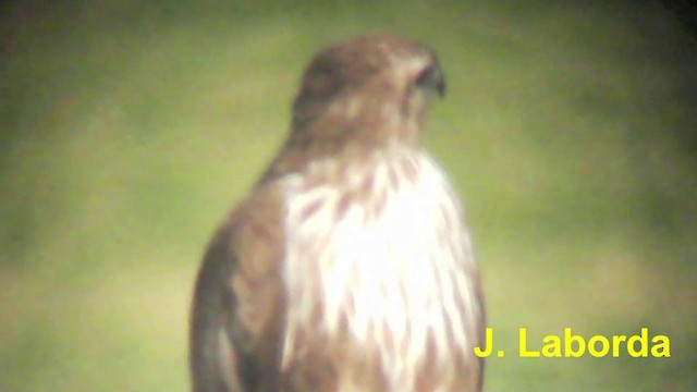Common Buzzard (Western) - ML201926561