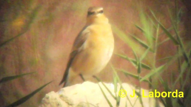 ハシグロヒタキ（oenanthe／libanotica） - ML201926581