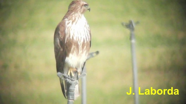 Common Buzzard (Western) - ML201926601