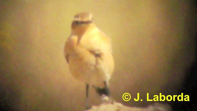 Northern Wheatear (Eurasian) - ML201926611