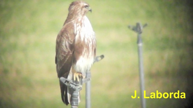 Common Buzzard (Western) - ML201926621