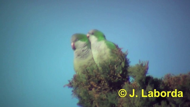 Monk Parakeet (Monk) - ML201926671