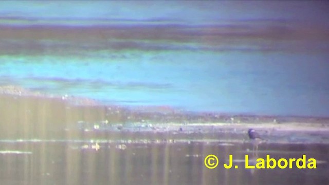 Pluvier petit-gravelot (curonicus) - ML201926741