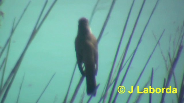 Great Reed Warbler - ML201926961