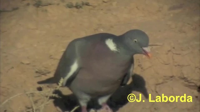 Pigeon ramier (groupe palumbus) - ML201927251