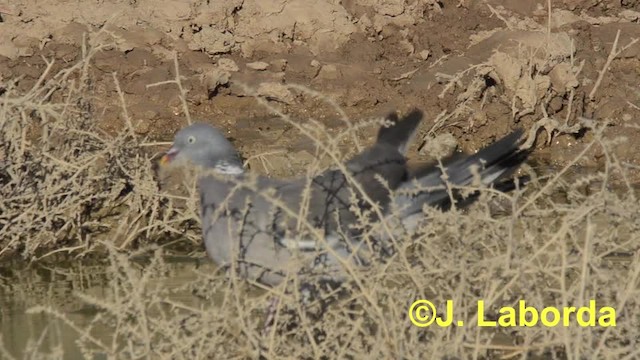 Common Wood-Pigeon (White-necked) - ML201927261