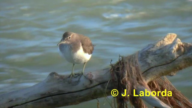 Common Sandpiper - ML201927291