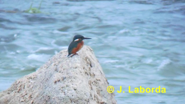 Common Kingfisher (Common) - ML201927421