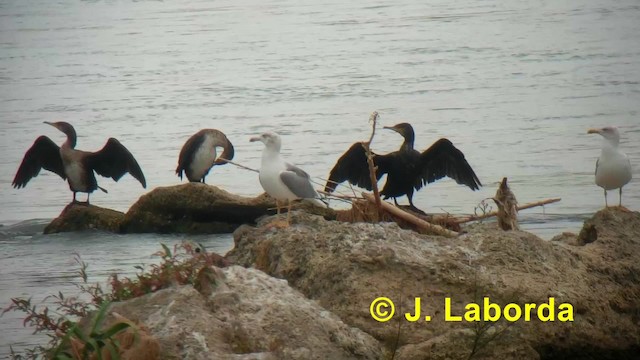 Yellow-legged Gull (michahellis) - ML201927511