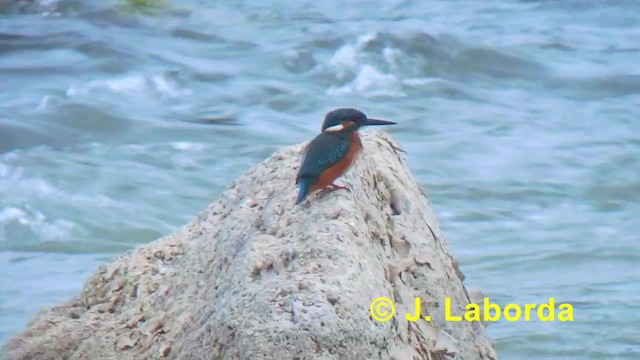 Common Kingfisher (Common) - ML201927541
