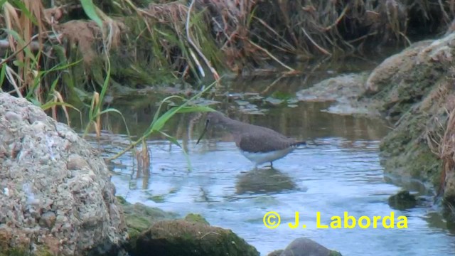 Green Sandpiper - ML201927711