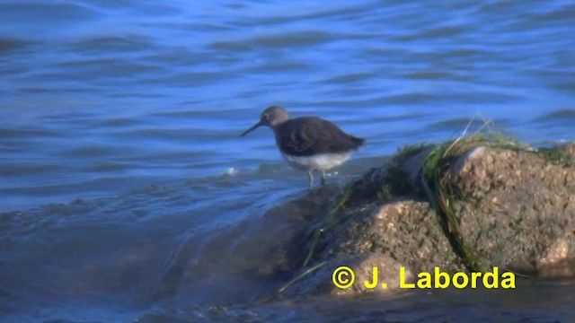 Green Sandpiper - ML201927741