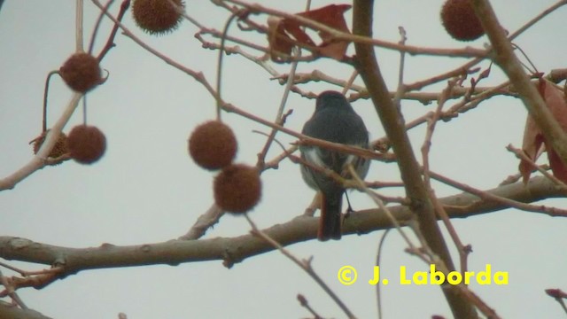 Colirrojo Tizón (gibraltariensis/aterrimus) - ML201927961