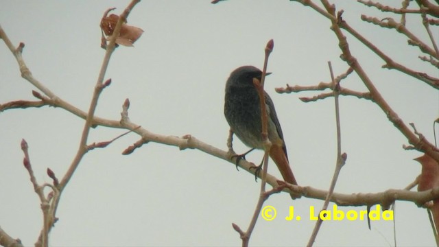 Colirrojo Tizón (gibraltariensis/aterrimus) - ML201927991