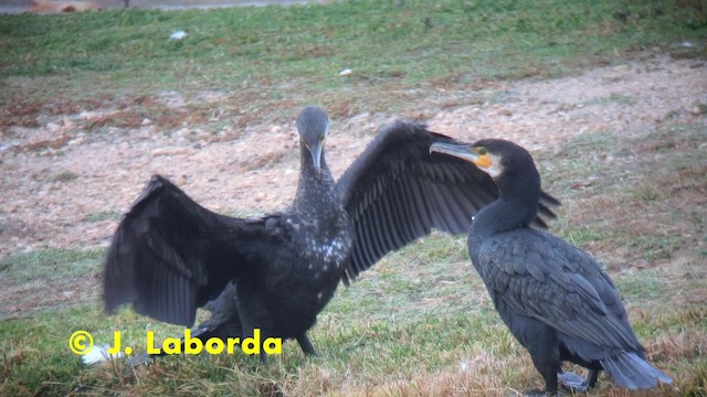Great Cormorant (Eurasian) - ML201928011