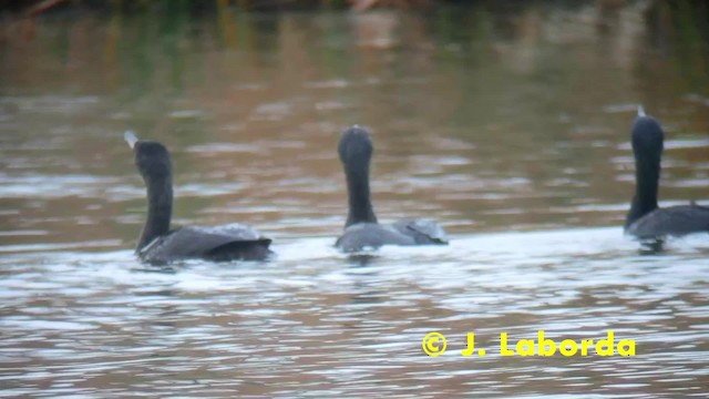 Cormorán Grande (euroasiático) - ML201928051