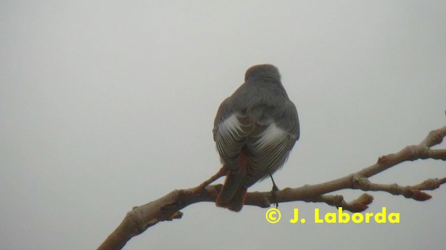 Colirrojo Tizón (gibraltariensis/aterrimus) - ML201928091