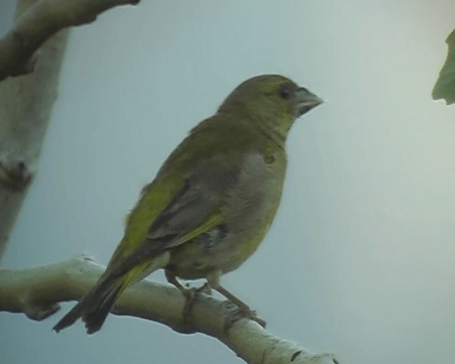 European Greenfinch - ML201928211