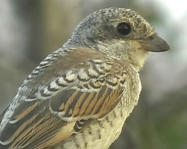 Woodchat Shrike (Western) - ML201928291