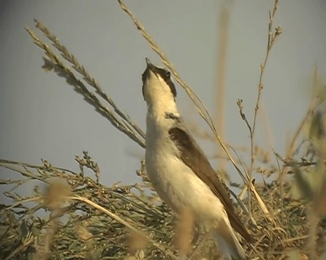 Northern Wheatear (Eurasian) - ML201928331