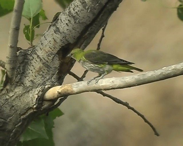 Eurasian Golden Oriole - ML201928351