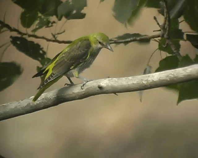 Eurasian Golden Oriole - ML201928361