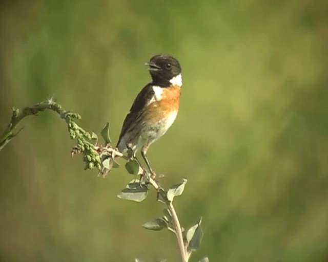 European Stonechat - ML201928381