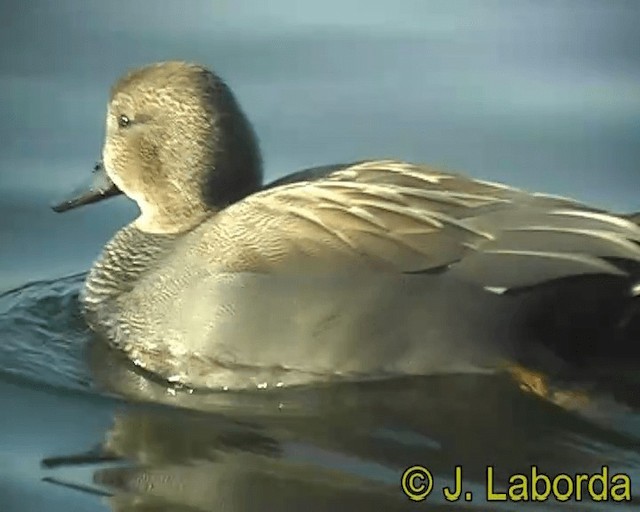 Gadwall - ML201928401