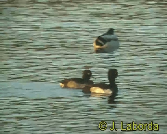 Tufted Duck - ML201928421