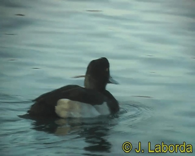 Tufted Duck - ML201928431