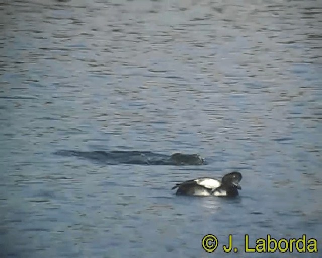 Tufted Duck - ML201928441