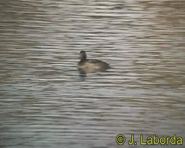 Tufted Duck - ML201928451
