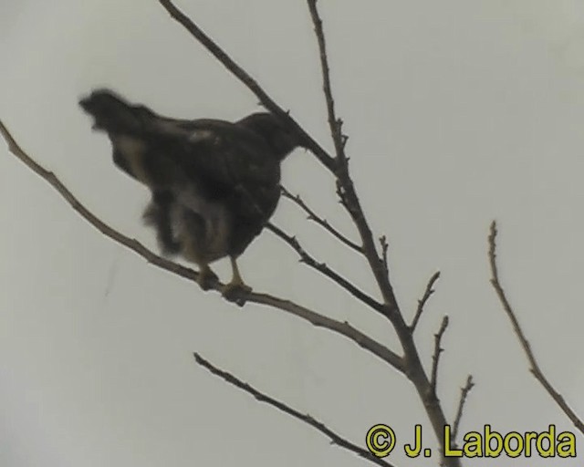 Common Buzzard (Western) - ML201928481