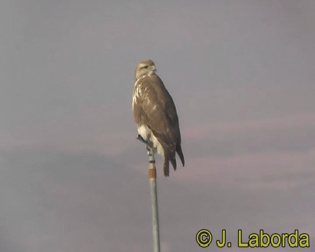 Common Buzzard (Western) - ML201928491