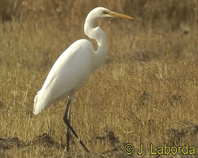 Grande Aigrette (alba) - ML201928501