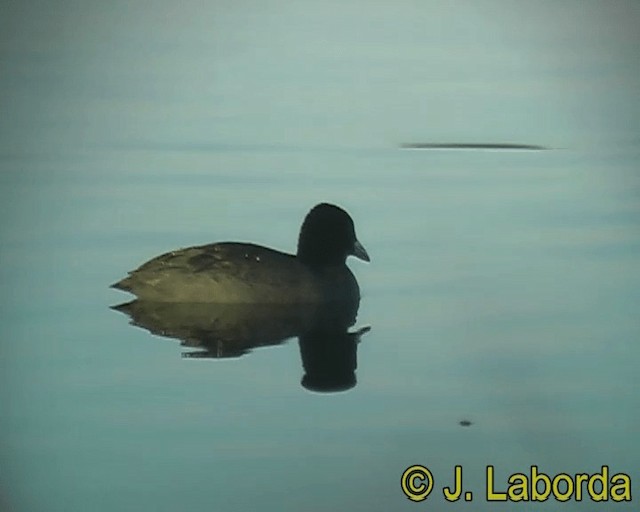 Eurasian Coot - ML201928511