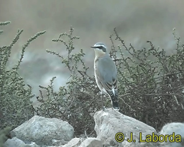 Northern Wheatear (Eurasian) - ML201928651