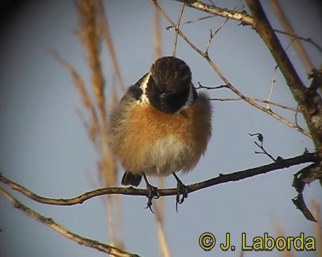 European Stonechat - ML201928731