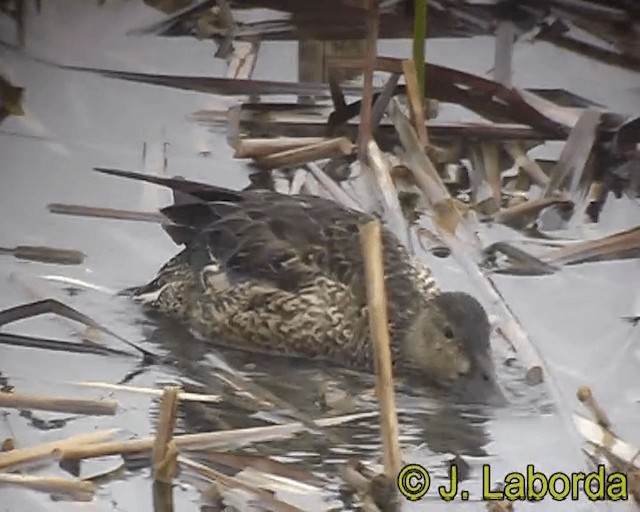 Northern Shoveler - ML201928811