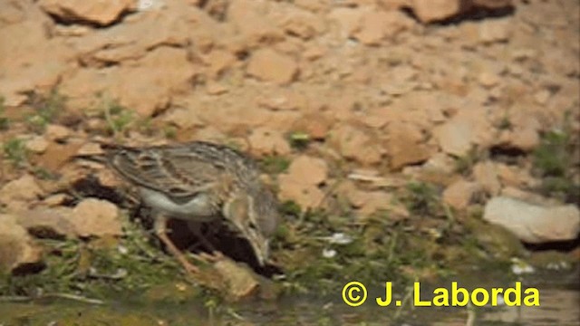 Calandra - ML201928871