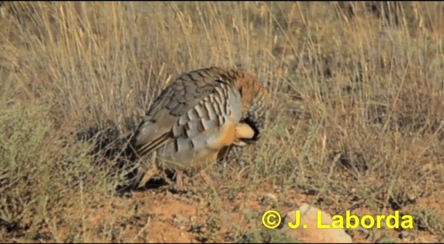 Red-legged Partridge - ML201928941