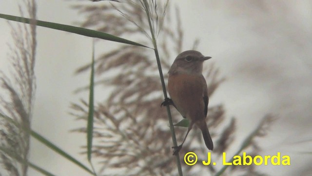 European Stonechat - ML201929271