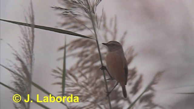 European Stonechat - ML201929301