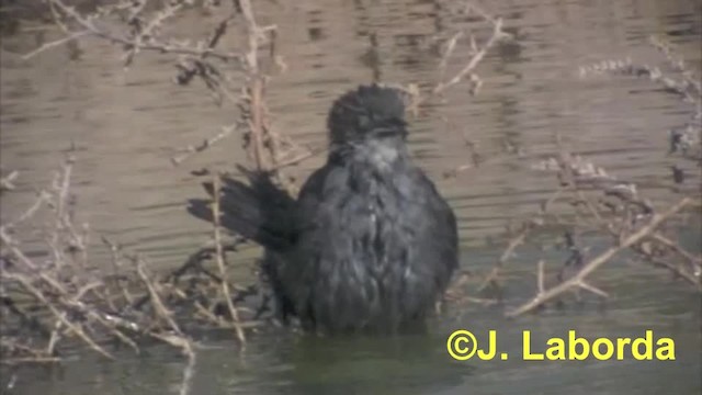 Estornino Negro - ML201929771