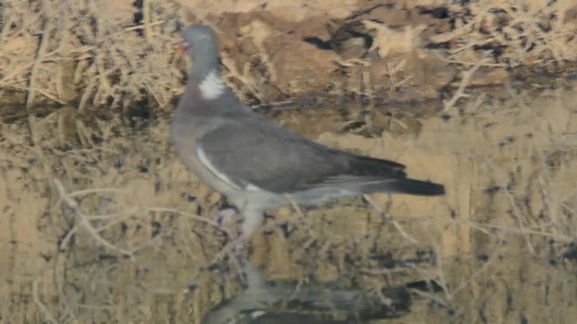Pigeon ramier (groupe palumbus) - ML201929871
