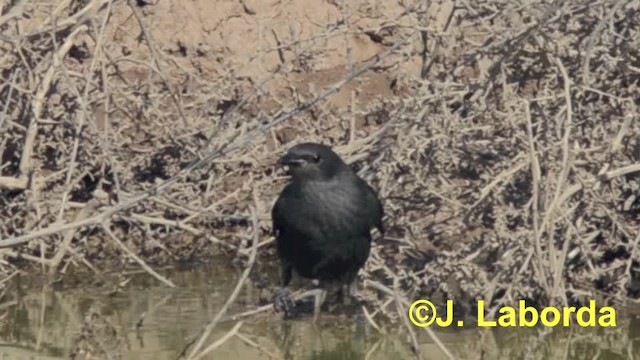 Spotless Starling - ML201929921