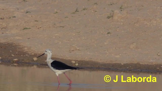 Black-winged Stilt - ML201930401